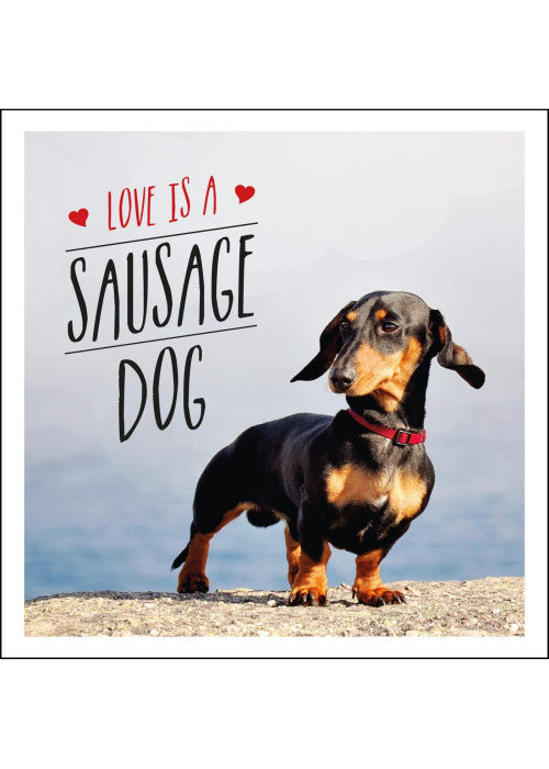 Love is a Sausage Dog: A Pup-Tastic Celebration of Dachshunds - The World's Cutest Dogs