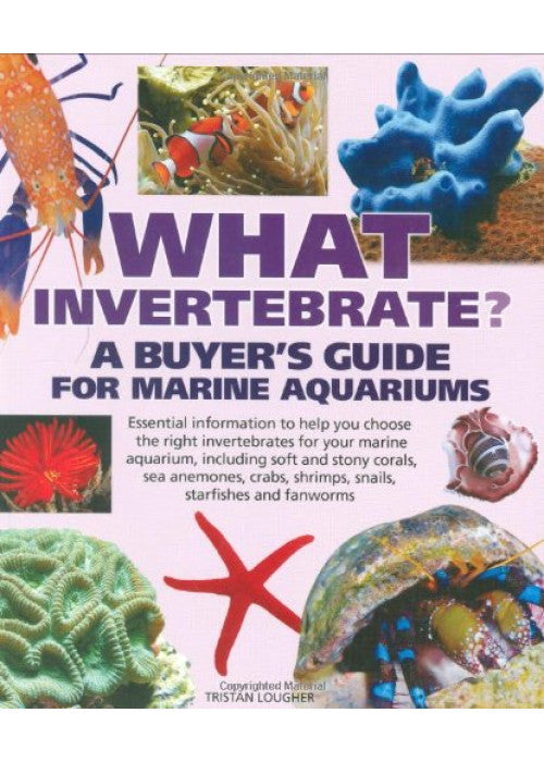 What Invertebrate?