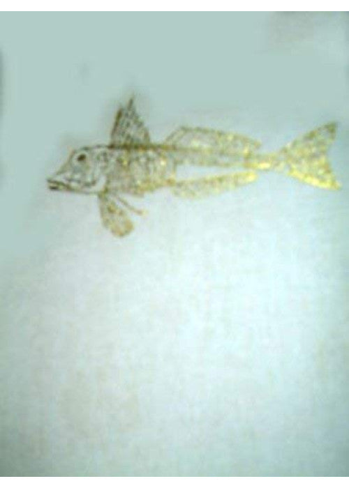 Illustrated Book of Fishes