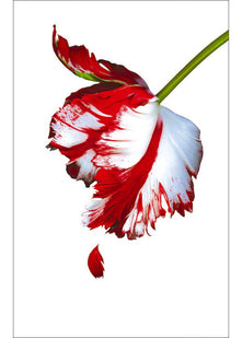 New Moon (Twilight Saga)