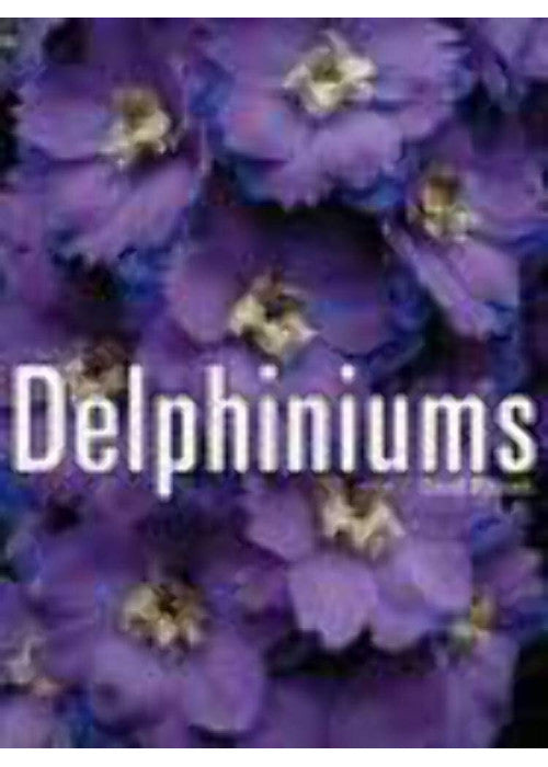 Delphiniums